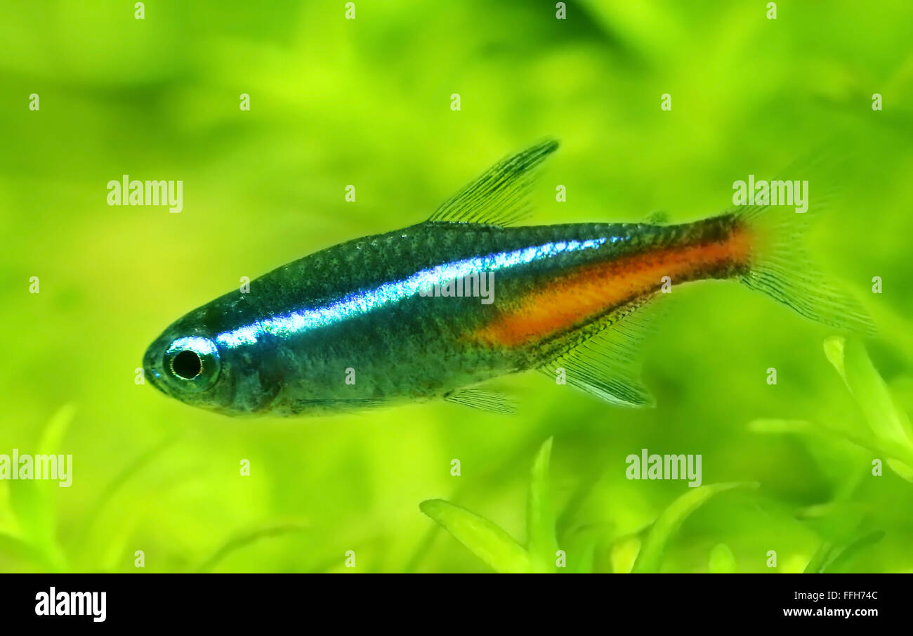 Neon Tetra in bepflanzten aquarium Stockfoto