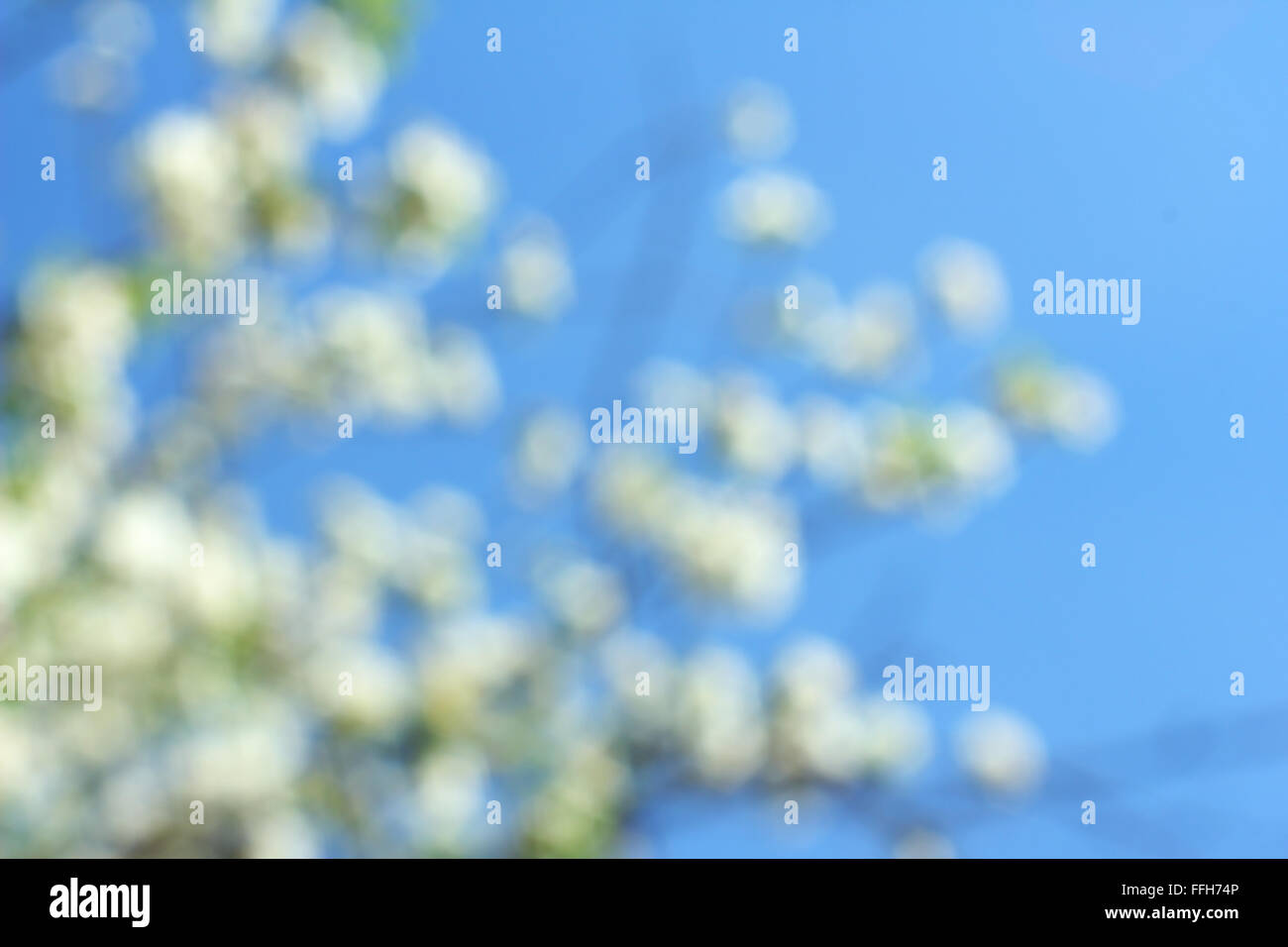 Abstrakt Frühlings-Hintergrund mit Kirsche blüht Stockfoto
