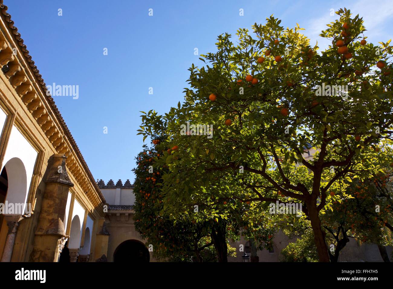 Orangenbaum im Innenhof der Cordoba Kathedrale Stockfoto