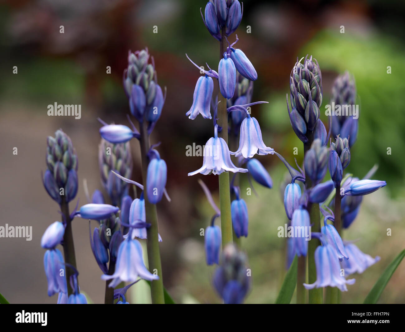 Blaue Glocken Bluebell Blumen Makro Stockfoto