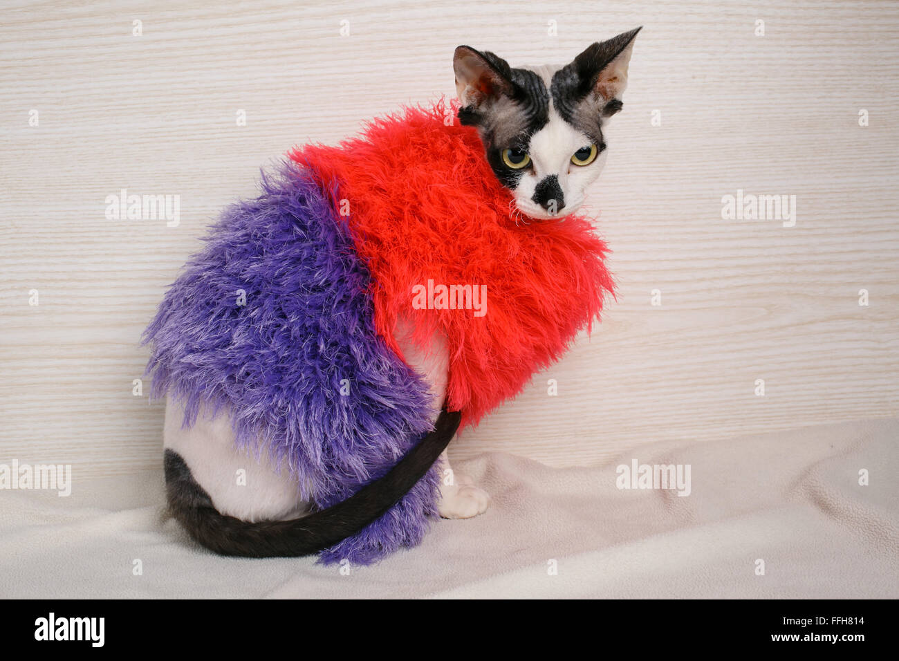 Sphynx Katzen, rot und lila Pullover tragen Stockfoto