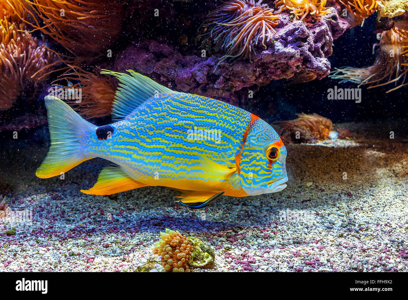 Bunte tropische exotische Fische schwimmen unter den Riffen in der Nähe der Unterseite. Stockfoto