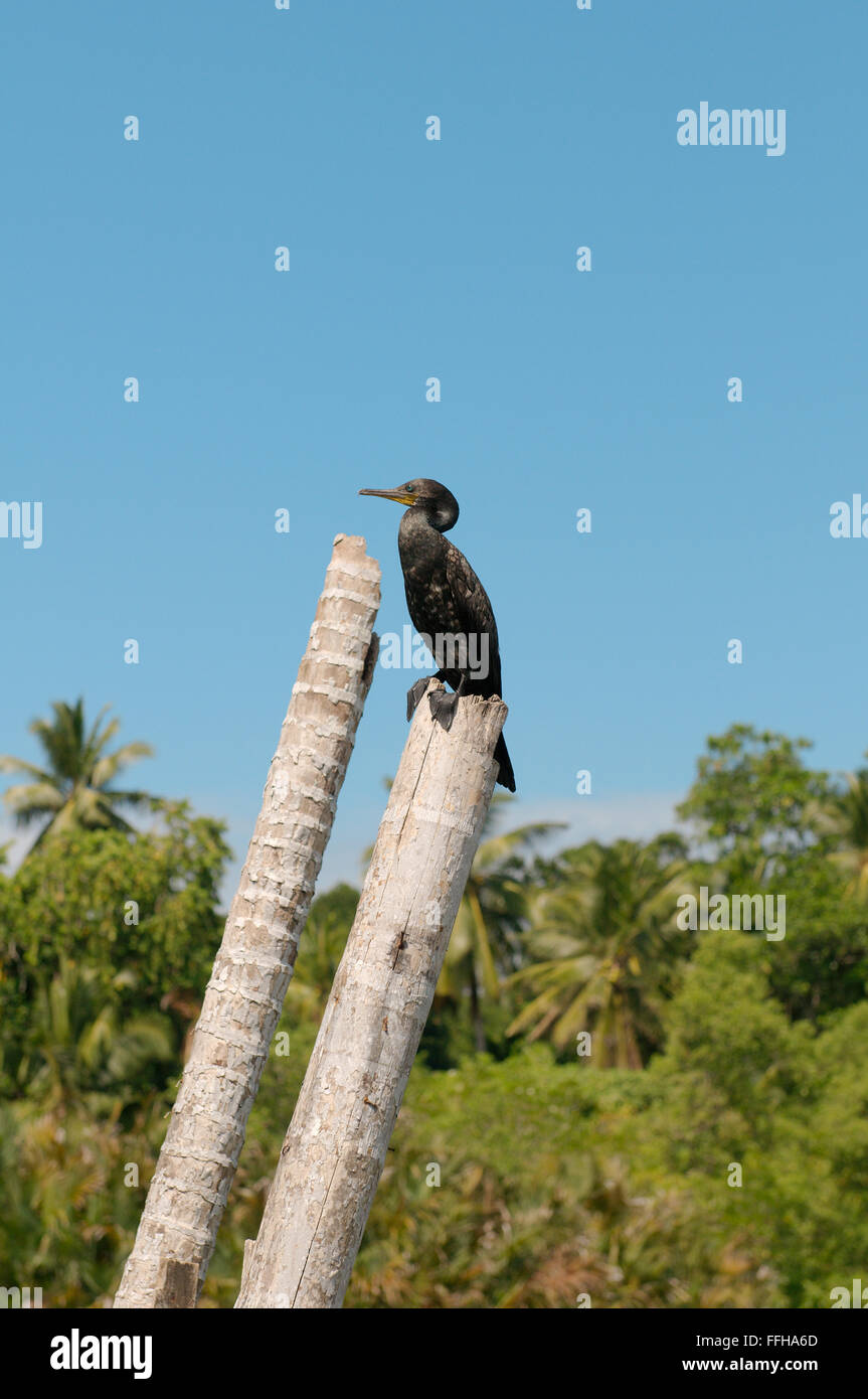 Kormoran oder indischen Shag (Phalacrocorax Fuscicollis) Stockfoto