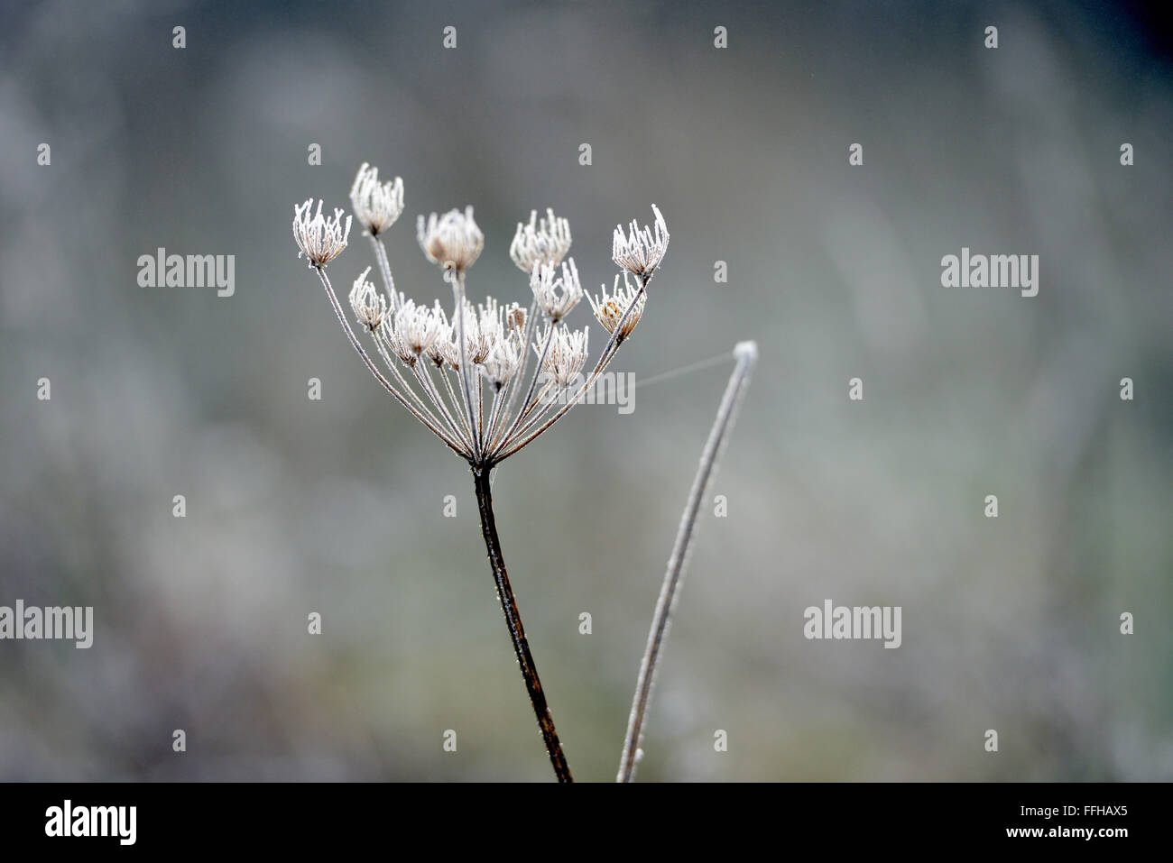 Frost bedeckt Hemlock Blütenstand Stockfoto