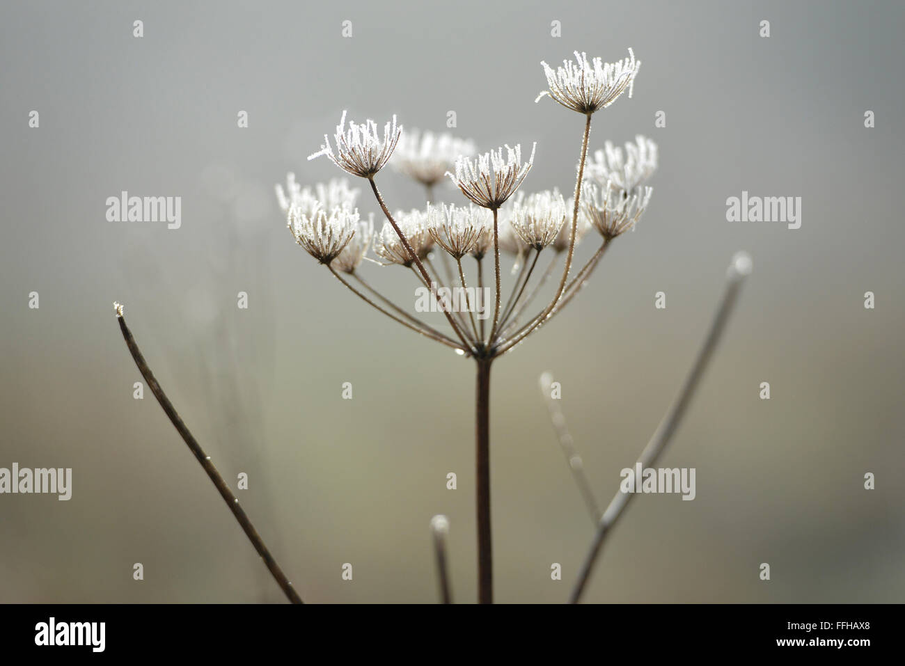 Frost bedeckt Hemlock Blütenstand Stockfoto