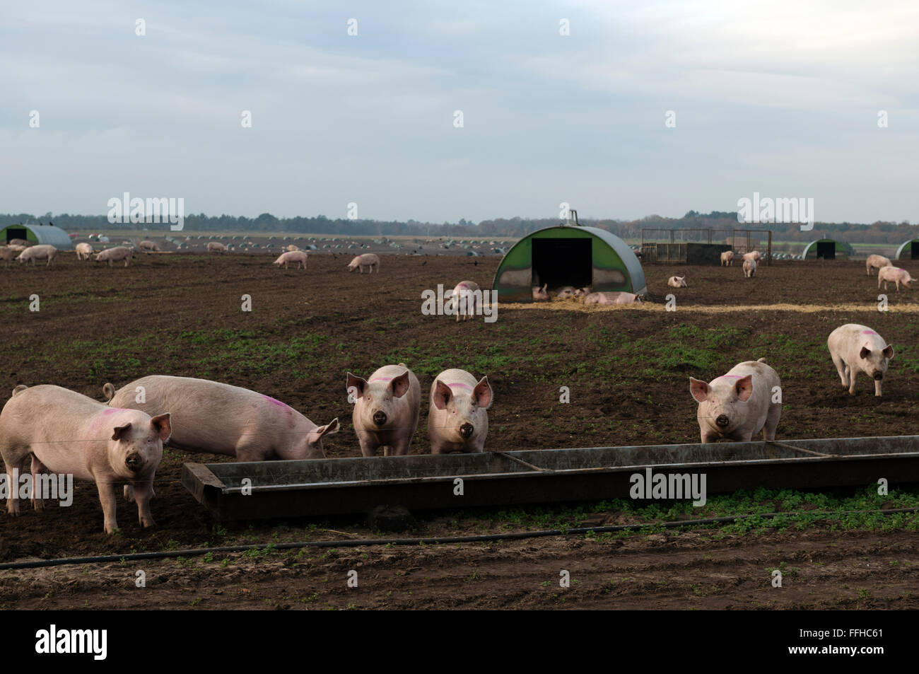 Outdoor-Schweine Sutton Heath Suffolk UK Stockfoto