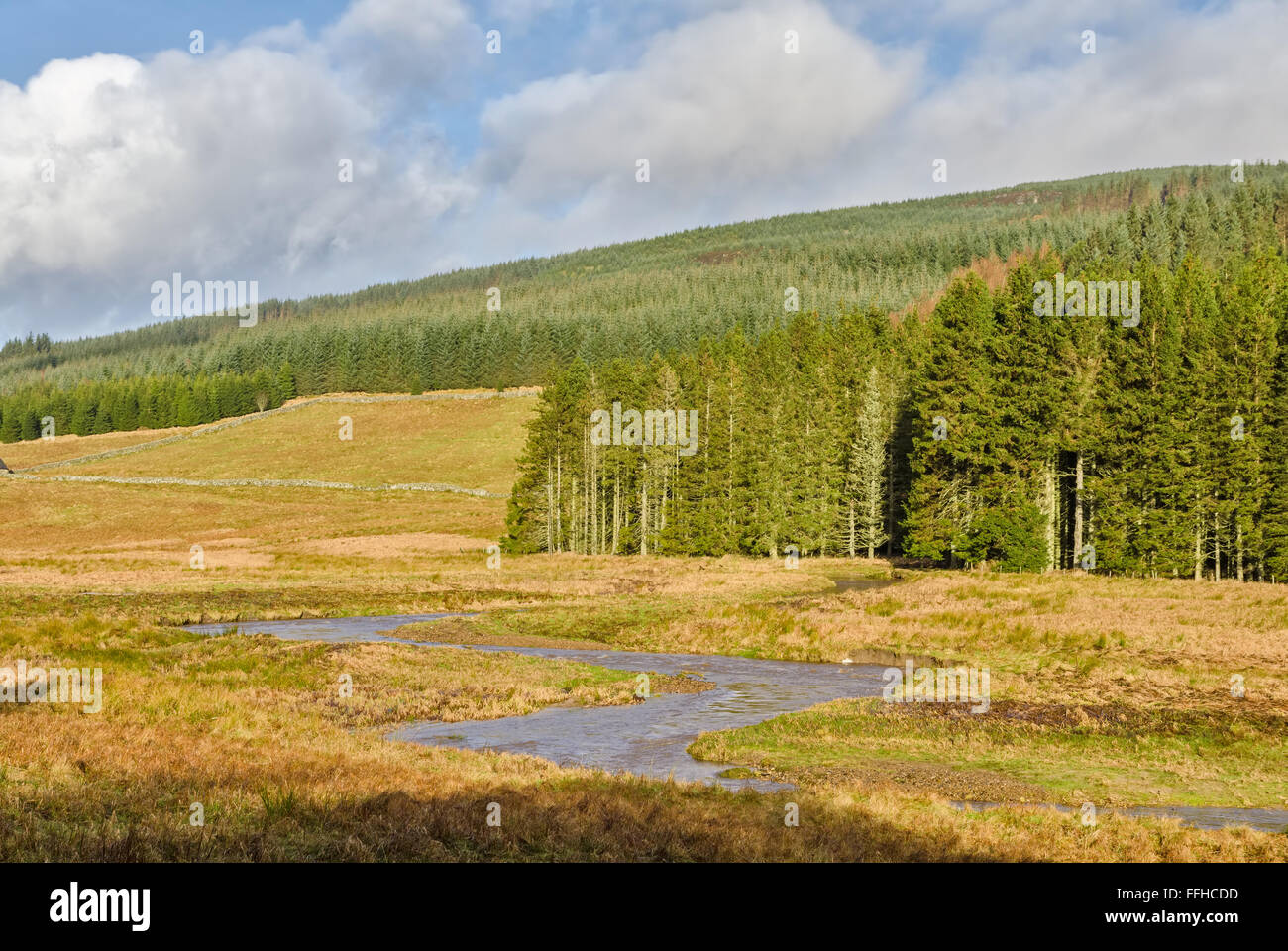 Stream in Kielder Forest Stockfoto