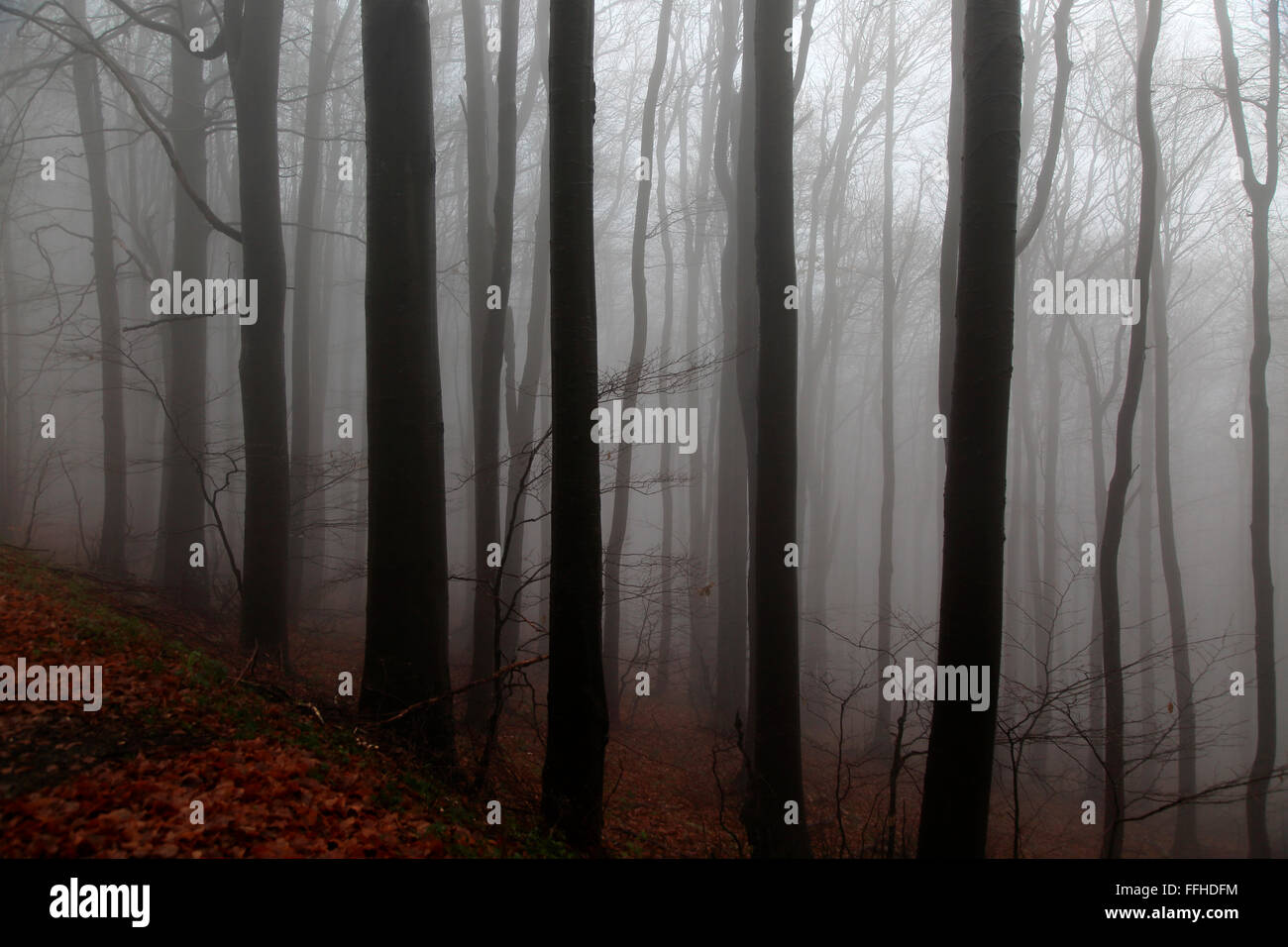 Buche Wald verdeckt durch niedrige Wolken Nebel, Shipka Pass, Bulgarien, Osteuropa Stockfoto