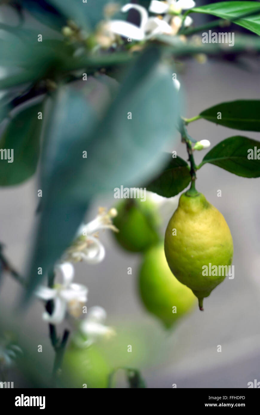 Unreife zitrone Fotos und Bildmaterial in hoher Auflösung Alamy