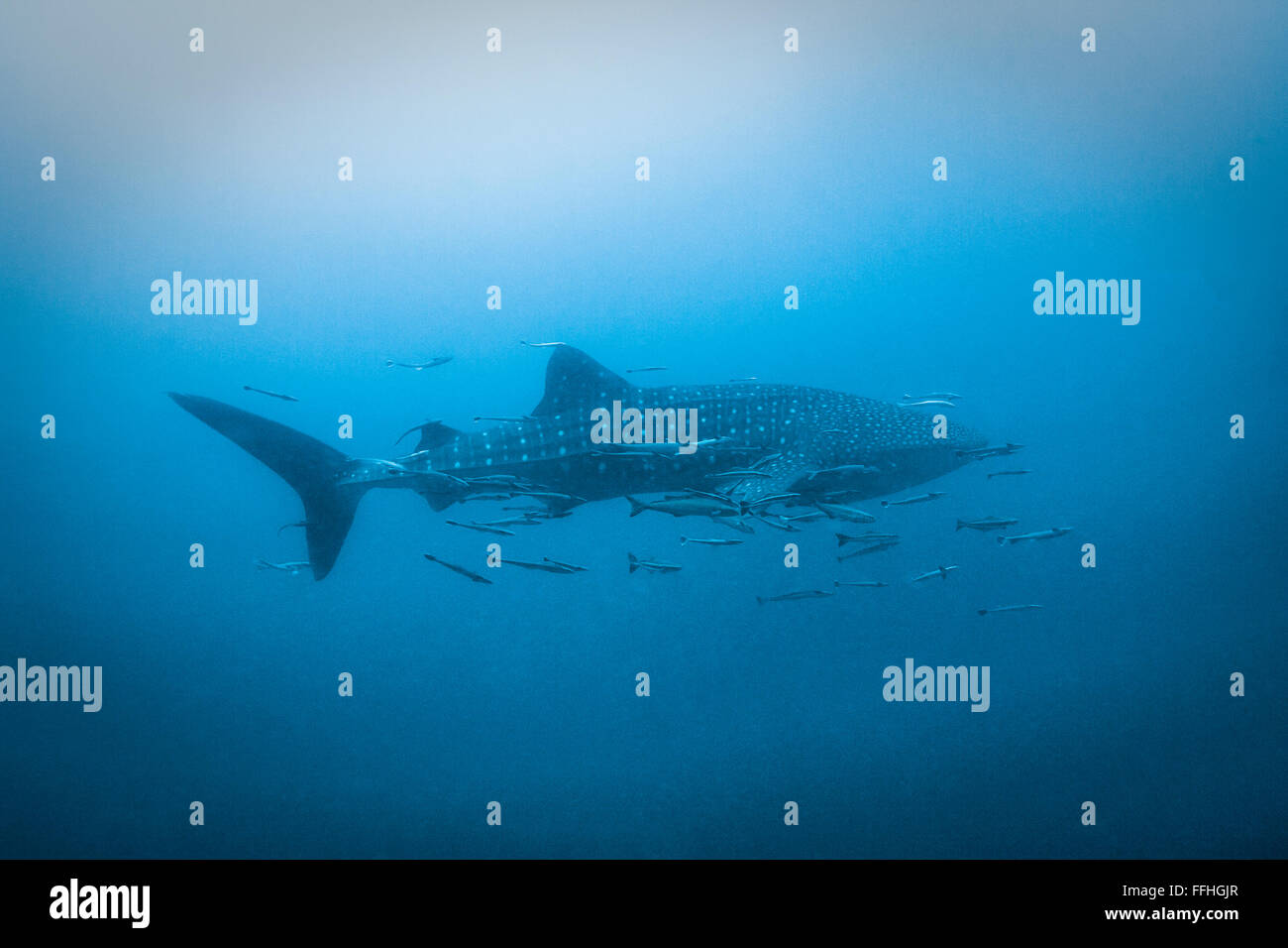 Walhai blaues Wasser - Firma IPCON Typus Stockfoto