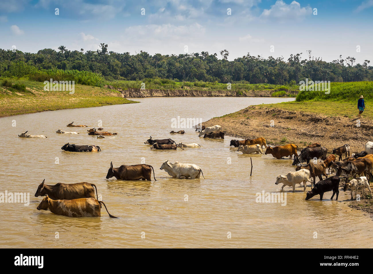 Rinder, überqueren die Fluss Santarém Brasilien Stockfoto