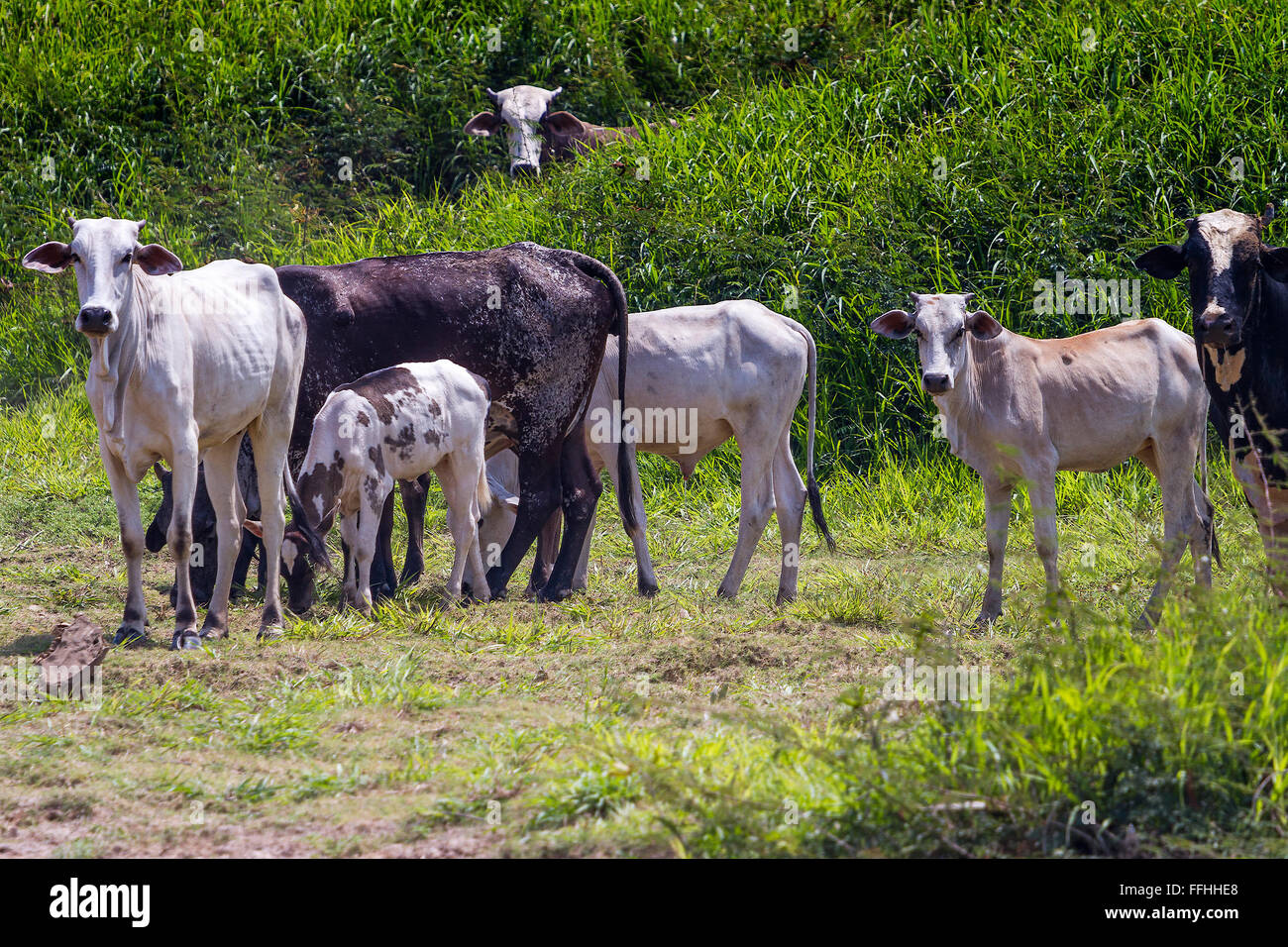 Indisch-brasilianische bucklig Rinder Santarém Brasilien Stockfoto