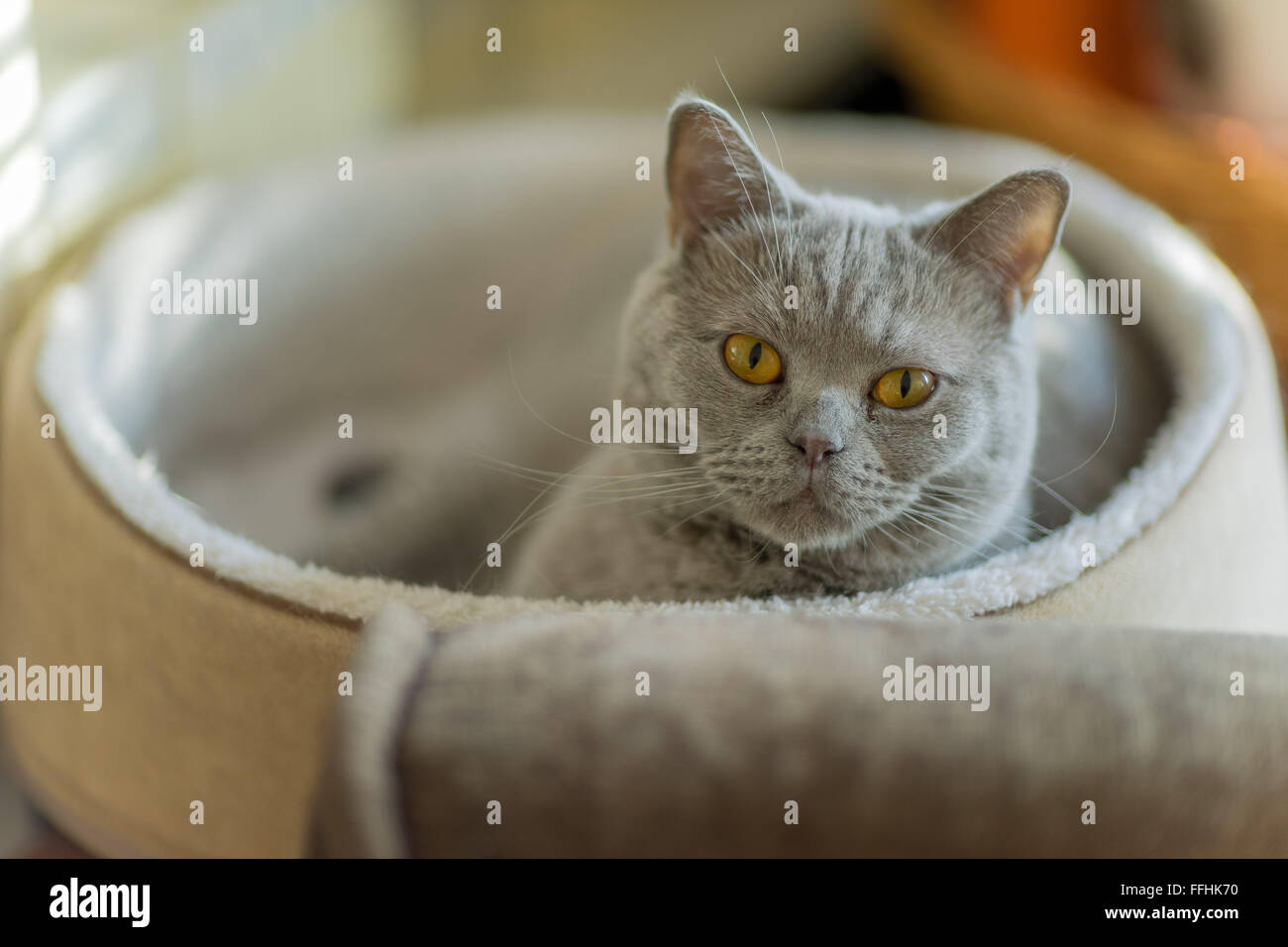 Britisch Kurzhaar Lilac Katze Kater Stockfoto