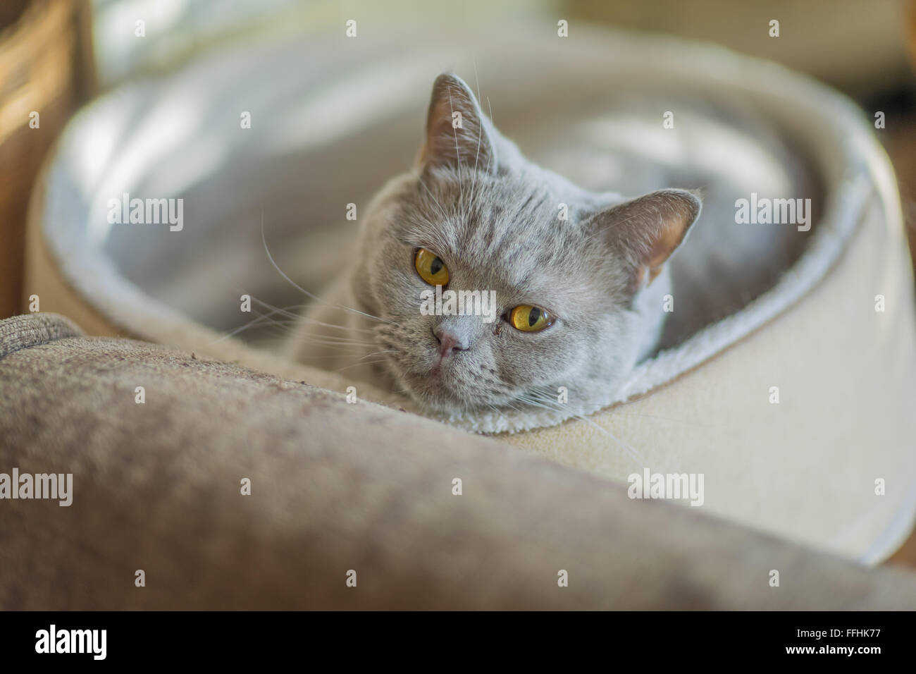 Britisch Kurzhaar Lilac Katze Kater Stockfoto