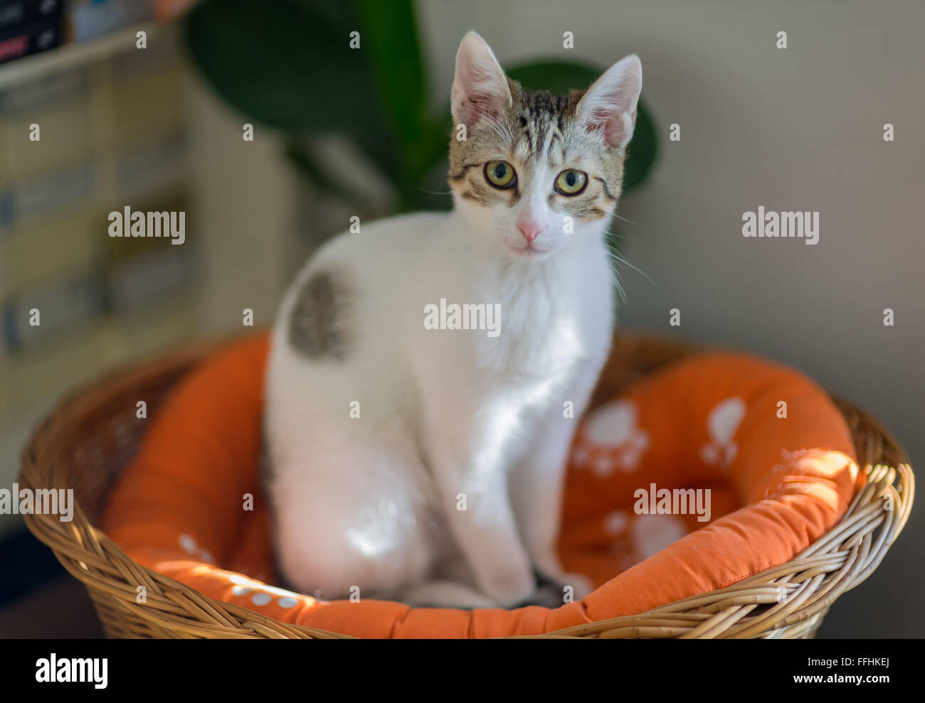 Europäische Kätzchen im Korb sitzen und starren Blick Stockfoto