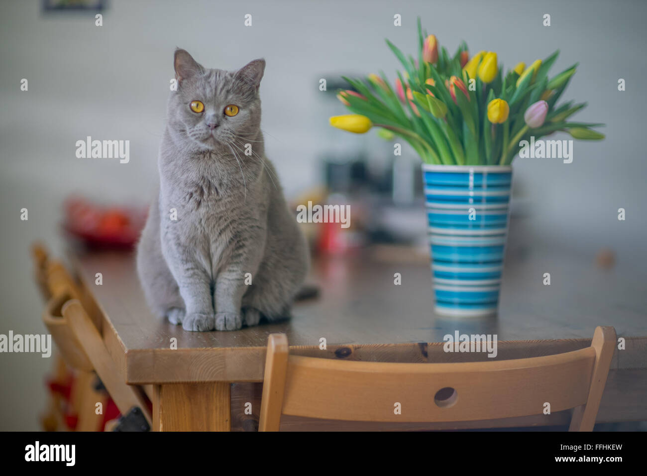 Britisch Kurzhaar Lilac Katze Kater sitzt auf dem Tisch bei der Fall Flasche mit Haufen von mehrfarbigen Frühjahr Tulpen blickte starr Stockfoto