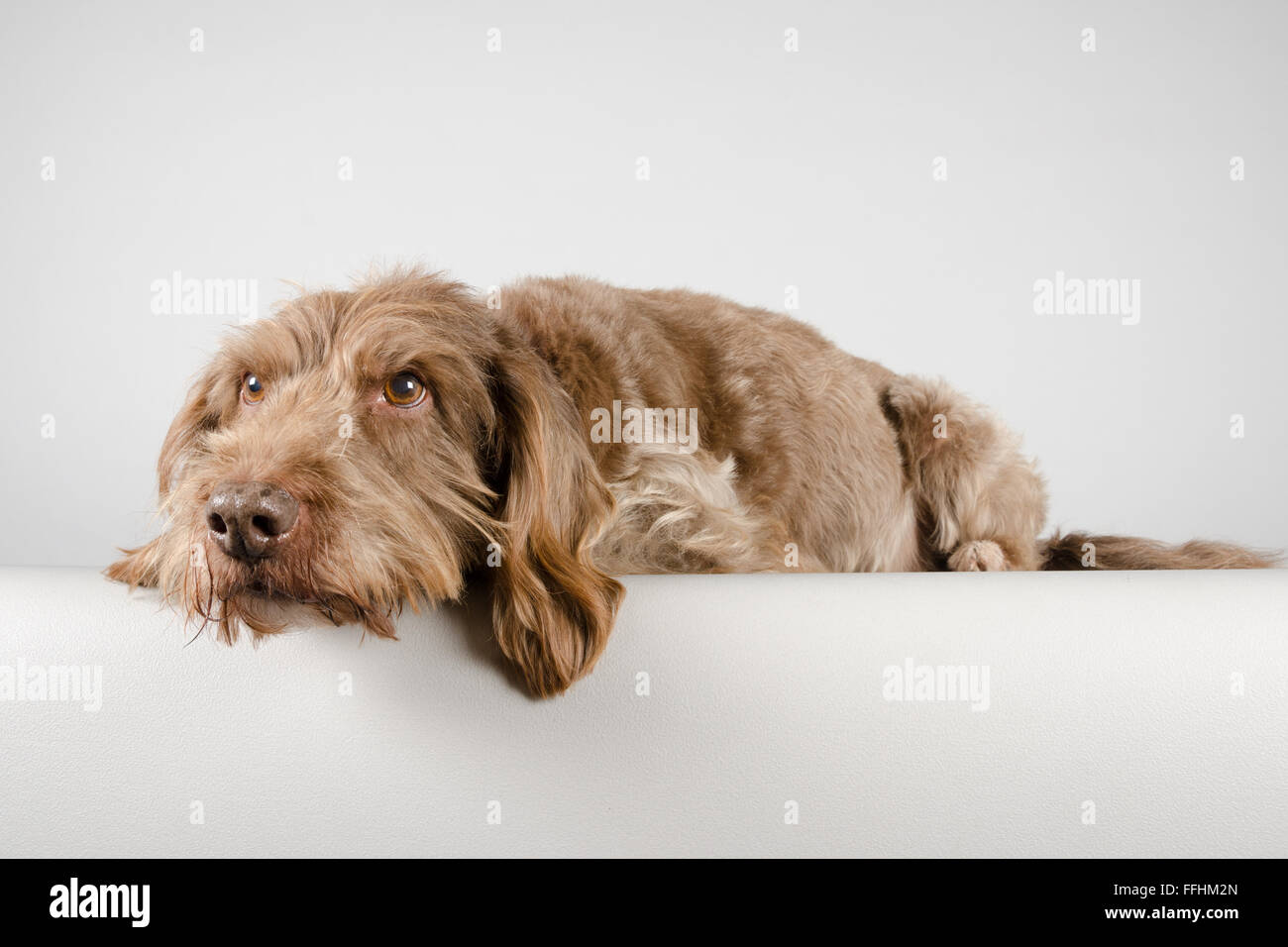 Kreuzhund ca. 10 Jahre alt, UK. Stockfoto