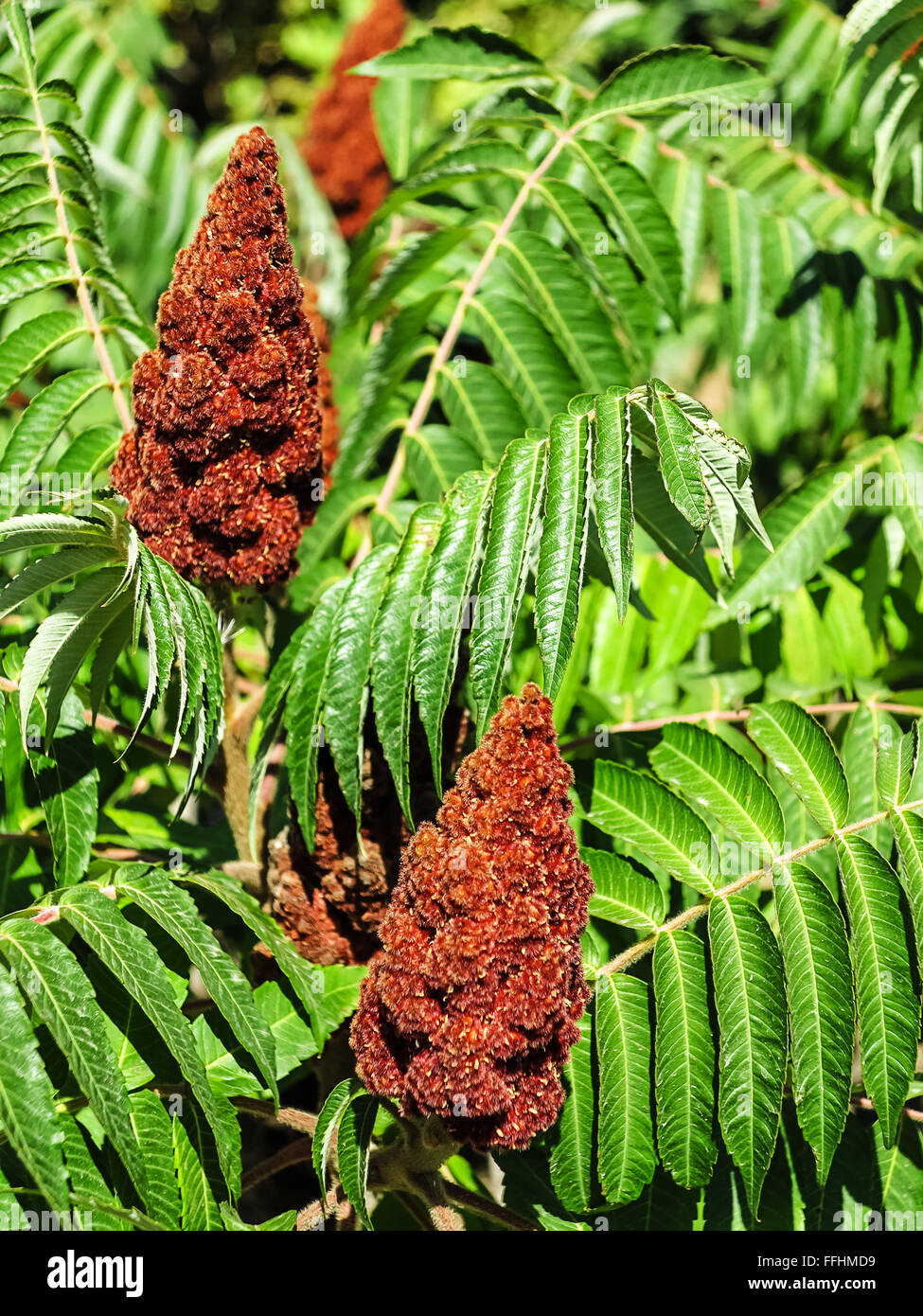 Staghorn Sumac oder samt Sumach (Rhus Typhina) in einem tropischen Garten Stockfoto
