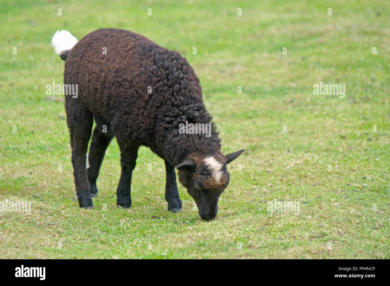 Black Welsh Mountain Sheep Stockfoto
