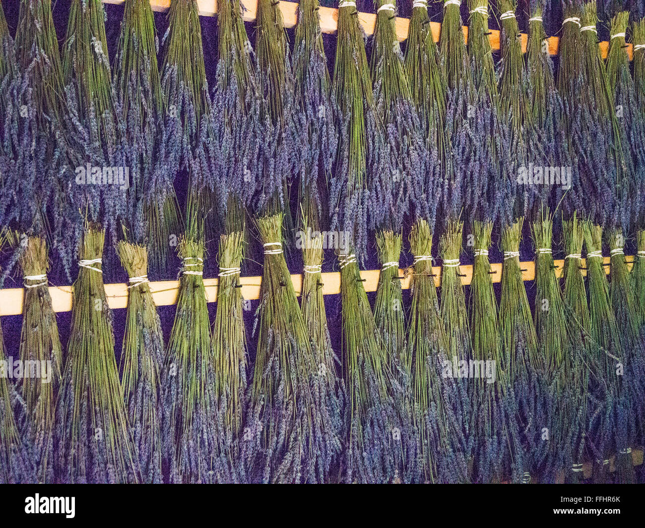 Lavendel in einem trocknen Schuppen am Heiligen Berg Lavender Farm, Salt Spring Island, BC, Kanada Stockfoto