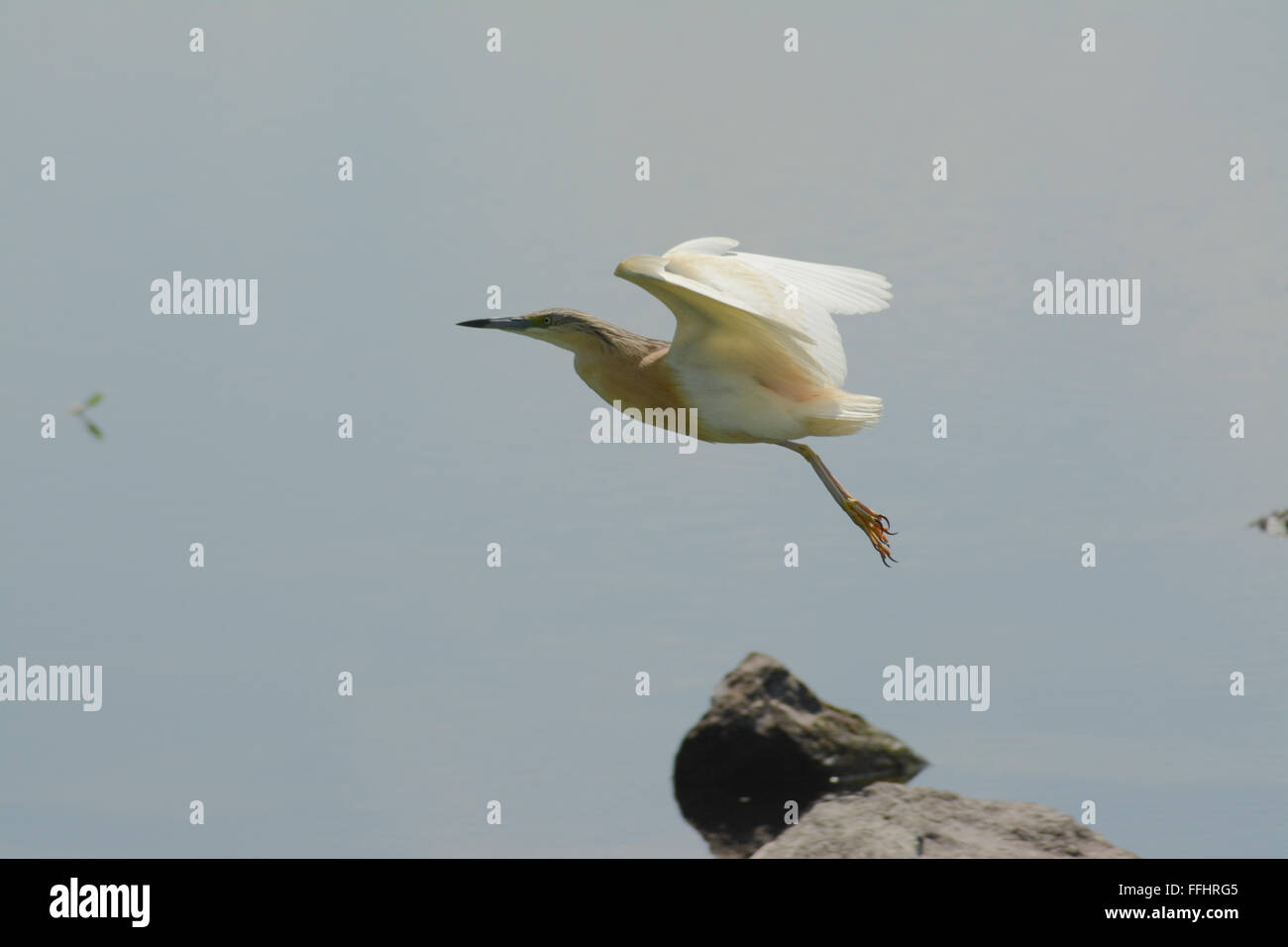 Squacco Reiher (Ardeola ralloides) Im Flug am Kerkini See in Nordgriechenland Stockfoto