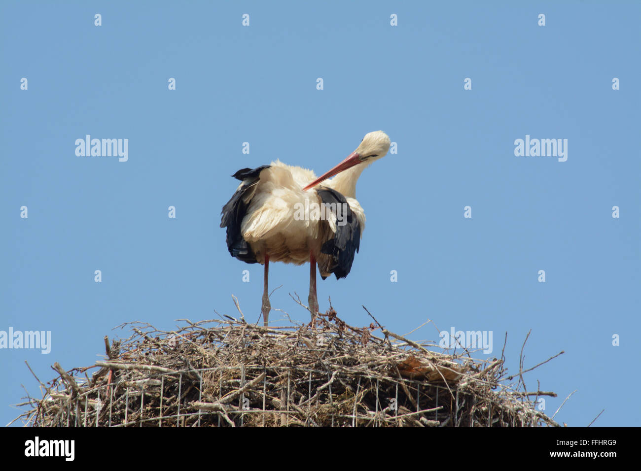 Weißstorch (Ciconia ciconia) am Nest in Griechenland Stockfoto