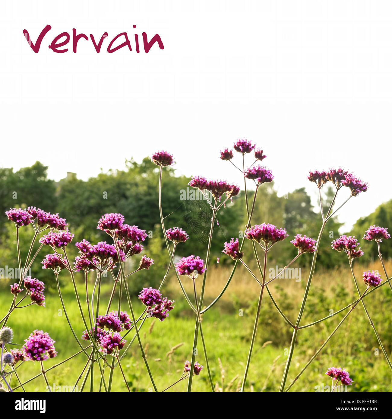 Verbena Bonariensis (Purpletop oder Clustertop Eisenkraut). Schütze vor Verzauberung, wenn ein Vampir Kräfte gegen Sie verwendet wird Stockfoto Verbena Bonariensis (Purpletop oder Clustertop Eisenkraut). Schütze vor Verzauberung, wenn ein Vampir Kräfte gegen Sie verwendet wird Stockfoto