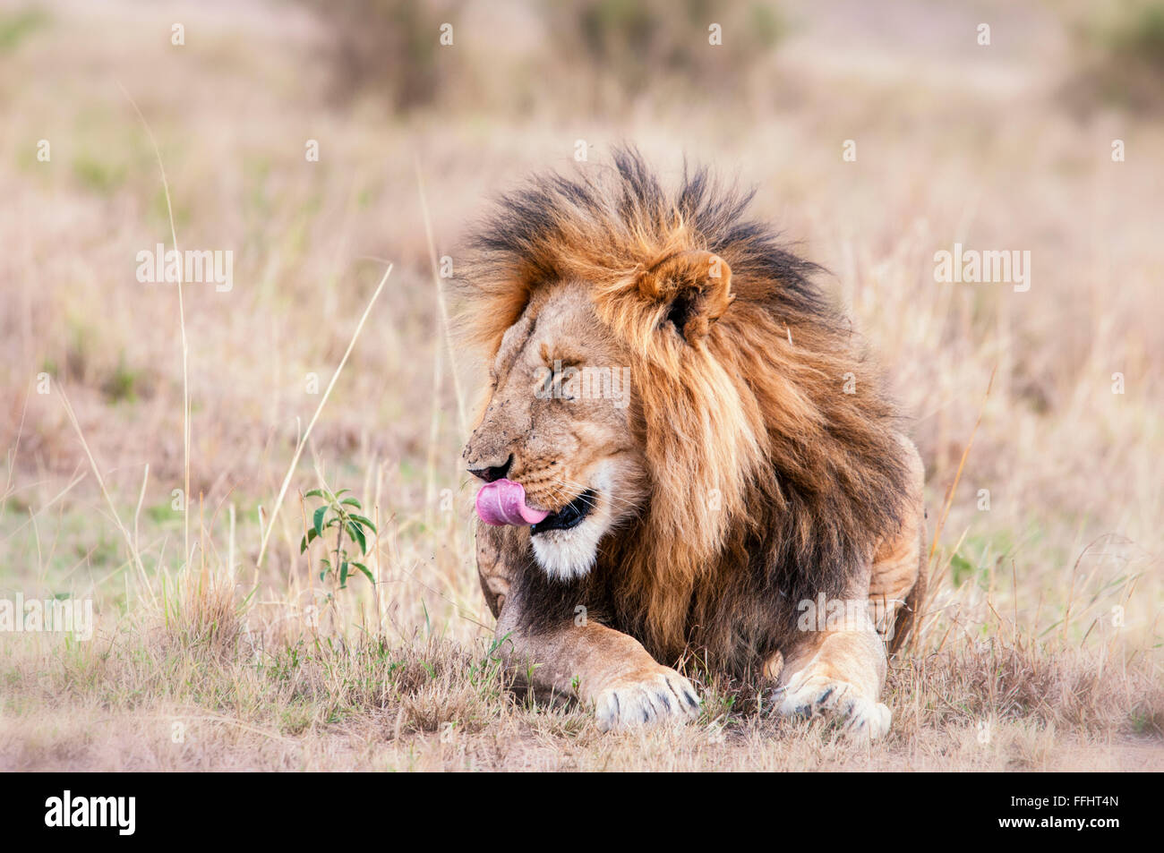 Profil von erwachsenen männlichen African Lion, Panthera Leo, leckte seine Lippen, Masai Mara National Reserve, Kenia, Ostafrika Stockfoto