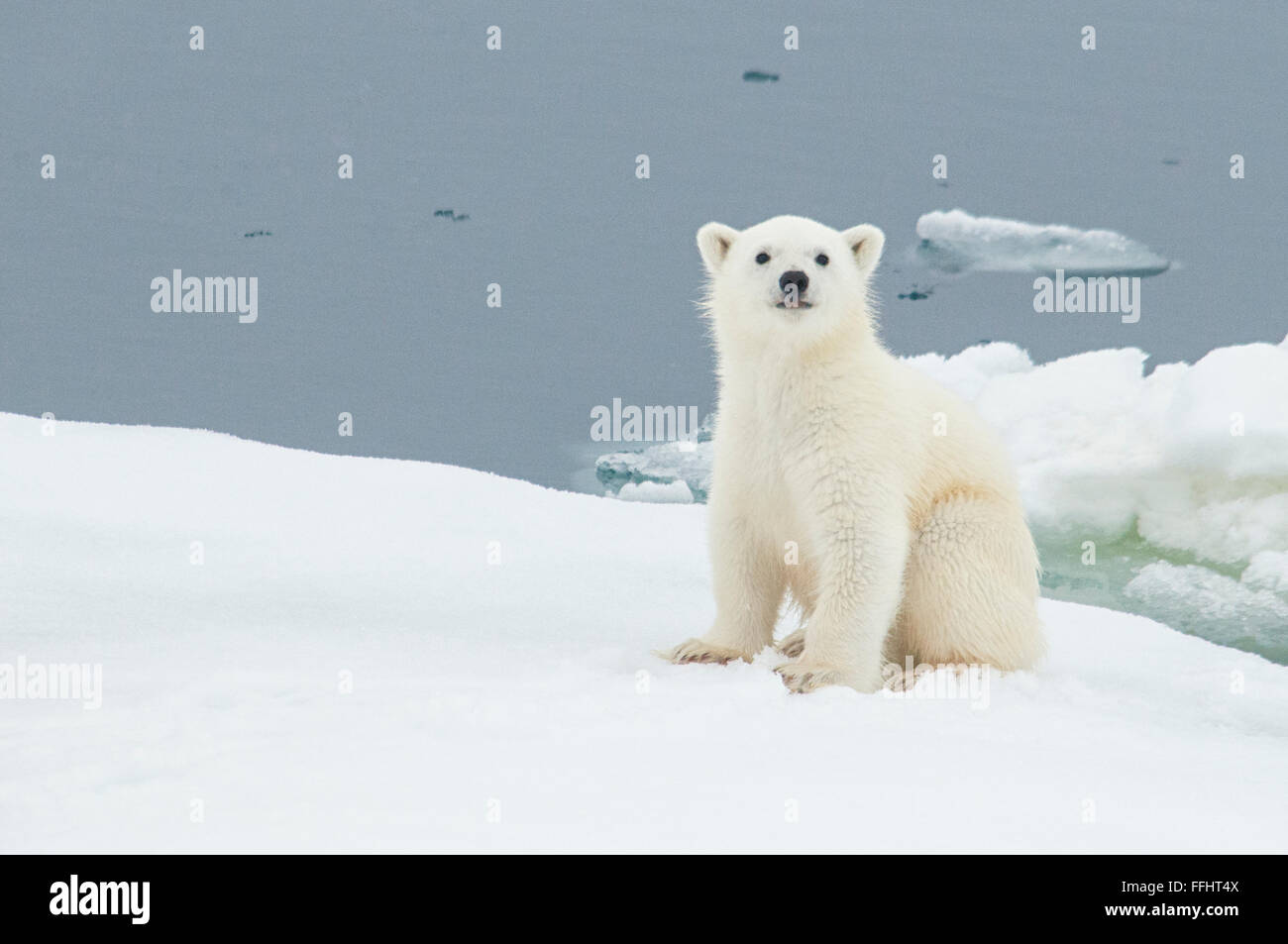 Niedliche kleine Polar Bear Cub, Ursus Maritimus, sitzen auf einer Eisscholle im arktischen Meer, Spitzbergen, Norwegen Stockfoto
