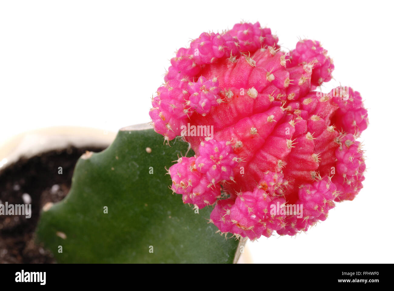 Rosa Blume von Gymnocalycium Kakteen isoliert auf weißem Hintergrund Stockfoto