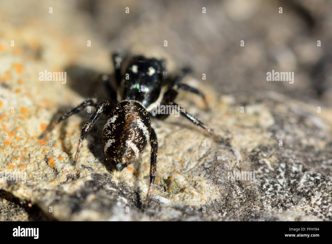 Zebra-Spinne (Salticus Scenicus). Schwarz / weiß gestreift Spinne (Familie  Salticidae) springen, zeigen Markierungen auf Bauch Stockfotografie - Alamy