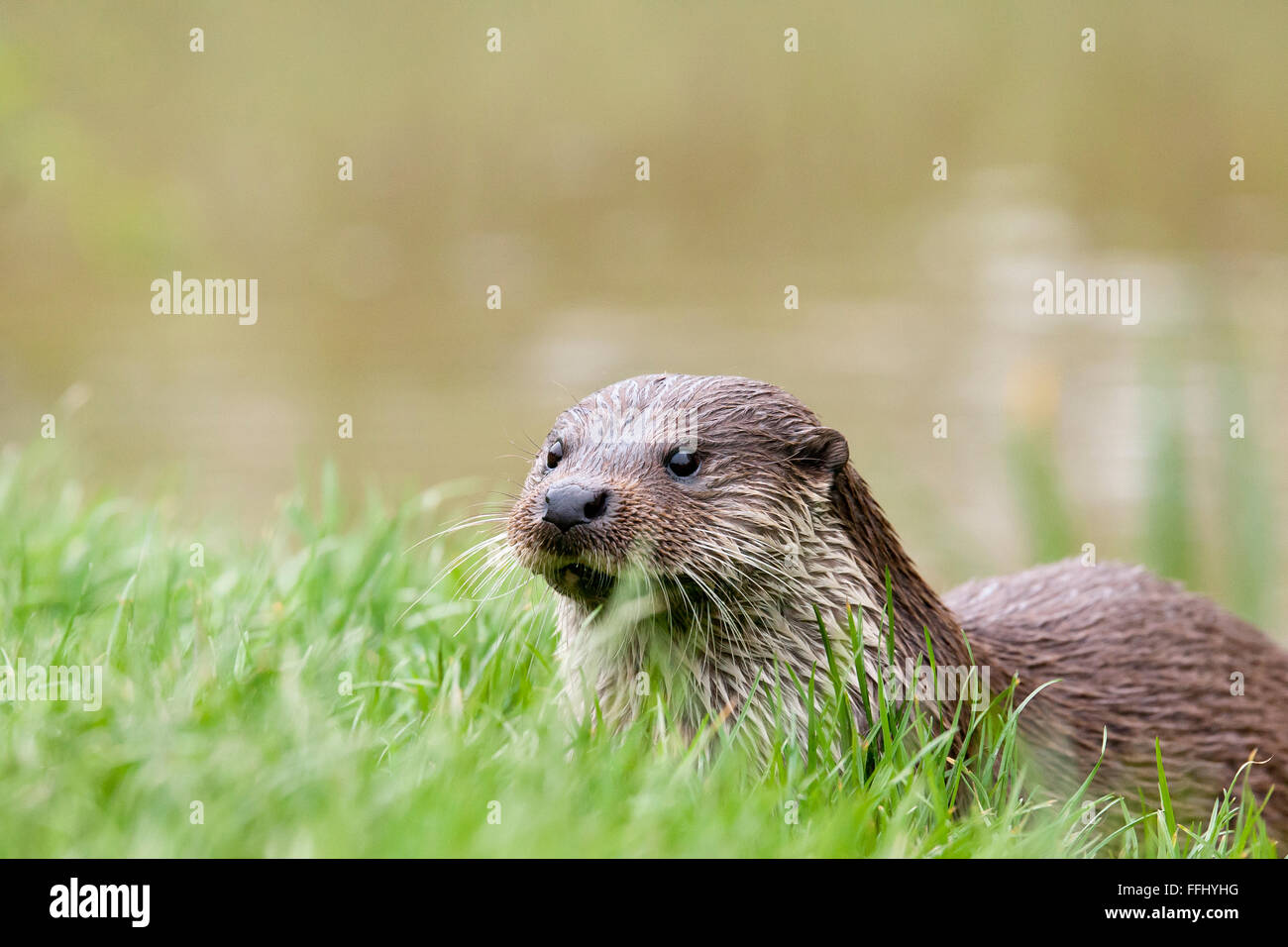 Otter Porträt einer europäischen Fischotter. Erhaltungszustand nahe bedroht Stockfoto