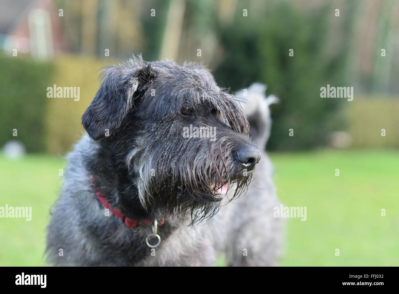 Danny im Garten Stockfoto