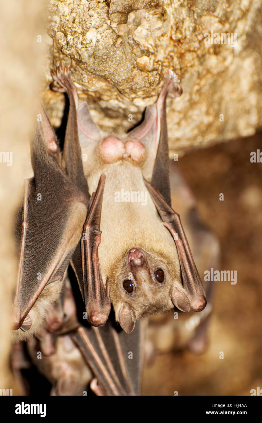 Nilflughunde hängen in einer Höhle Stockfoto