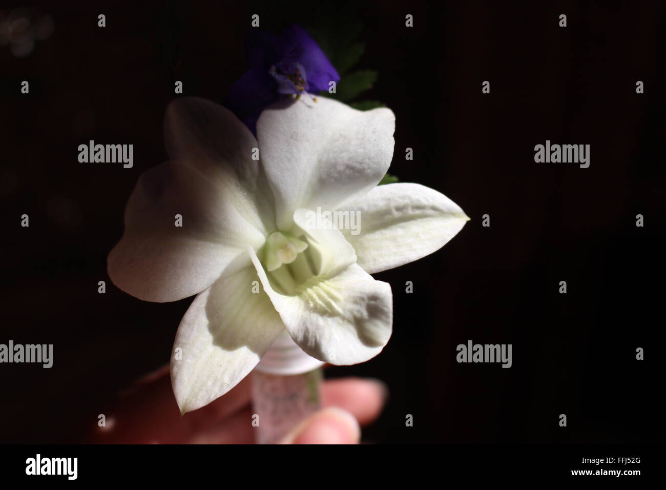 Nur halten eine schöne Boutonniere. Stockfoto