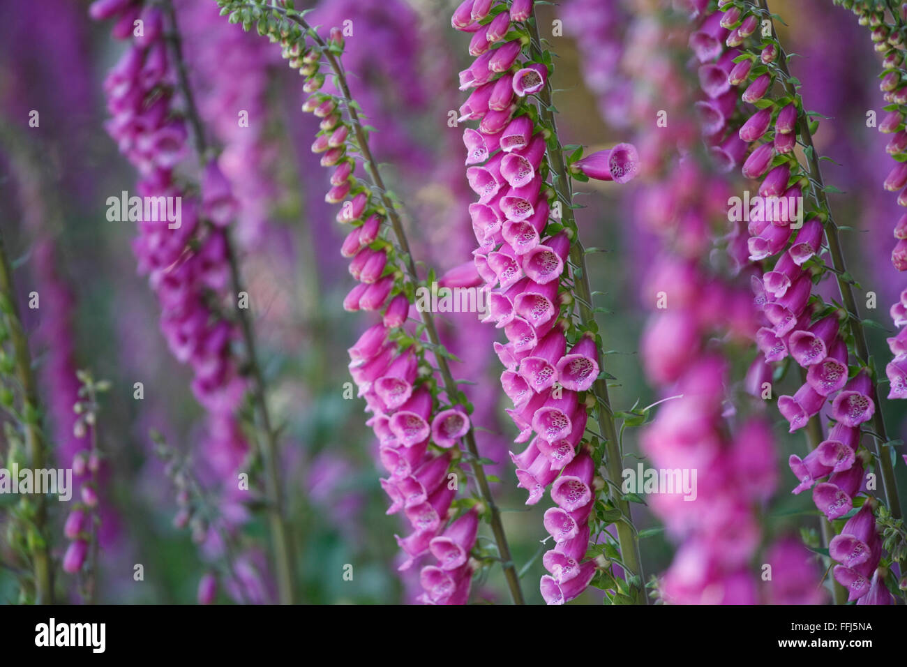 Fingerhut, lateinisch: Digitalis purpurea Stockfoto