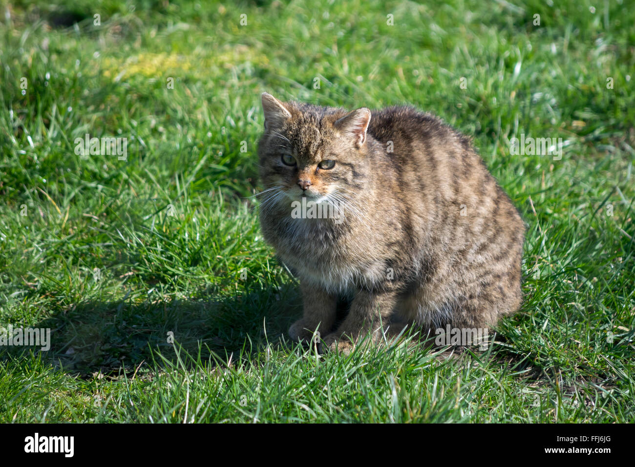 Europäische Wildkatze (Felis Silvestris Silvestris) Stockfoto