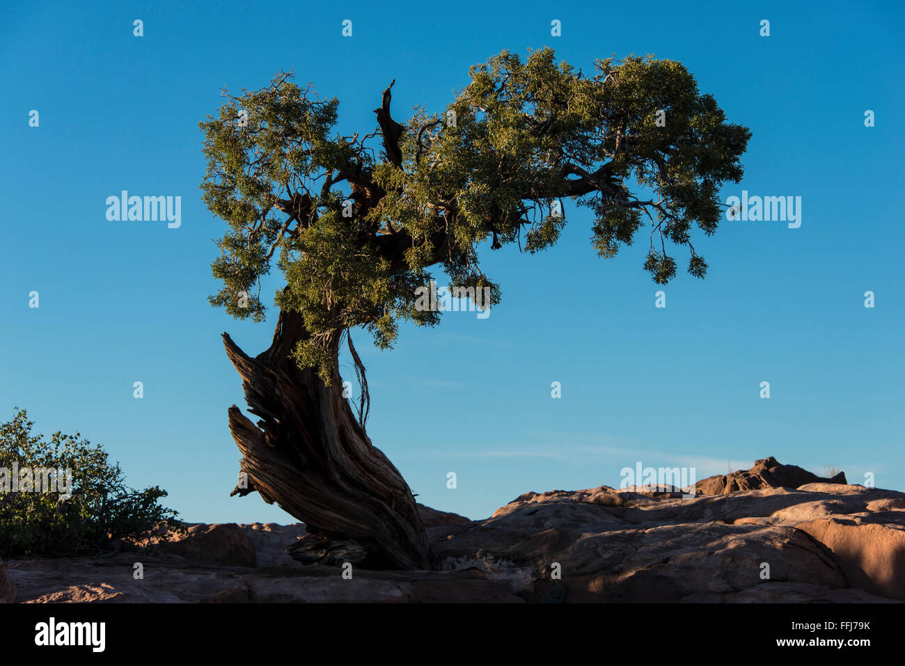 Juniper Tree, Dead Horse Point State Park, Moab, Utah. Stockfoto