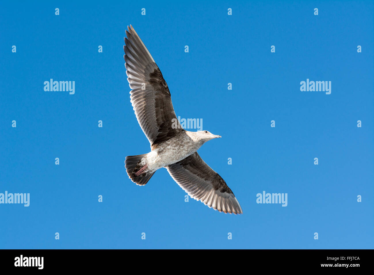 Eine Möwe breitet seine Flügel wie es mühelos durch einen blauen Himmel gleitet Stockfoto