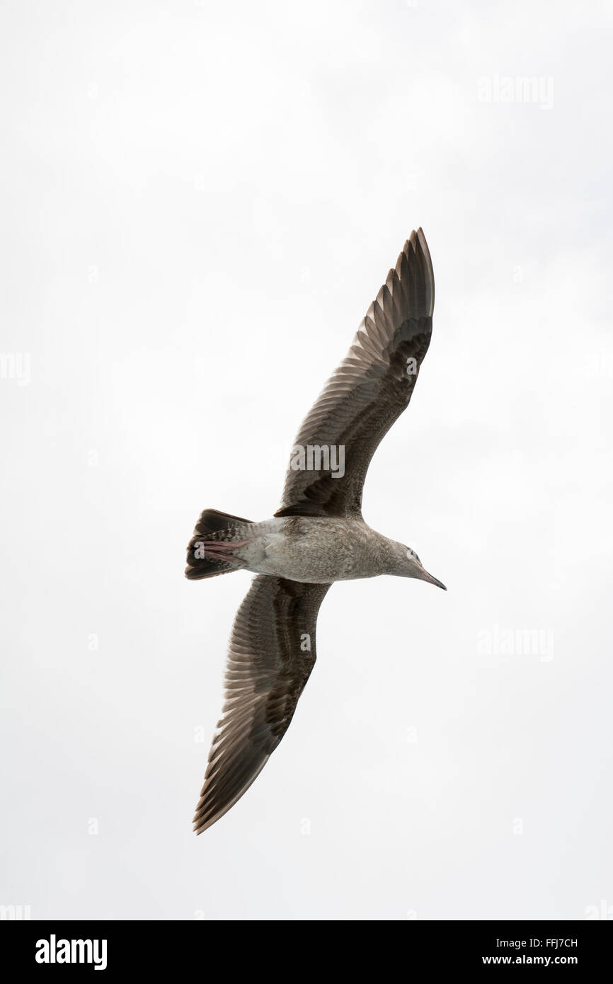 Eine Möwe breitet seine Flügel wie es mühelos durch einen weißen Himmel gleitet Stockfoto