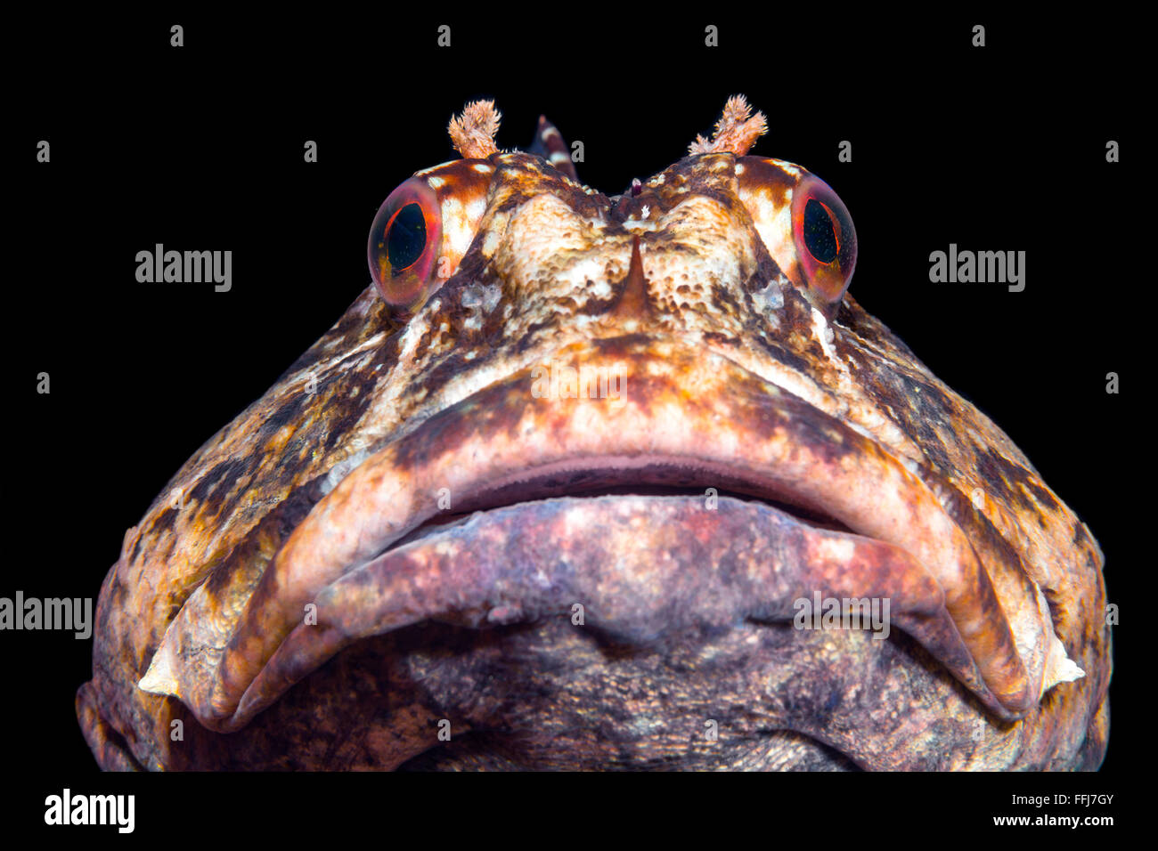 Ein neugierig Cabezon Fisch im cool California-Wasser-Kollegen über die Kante eines Riffes Stockfoto