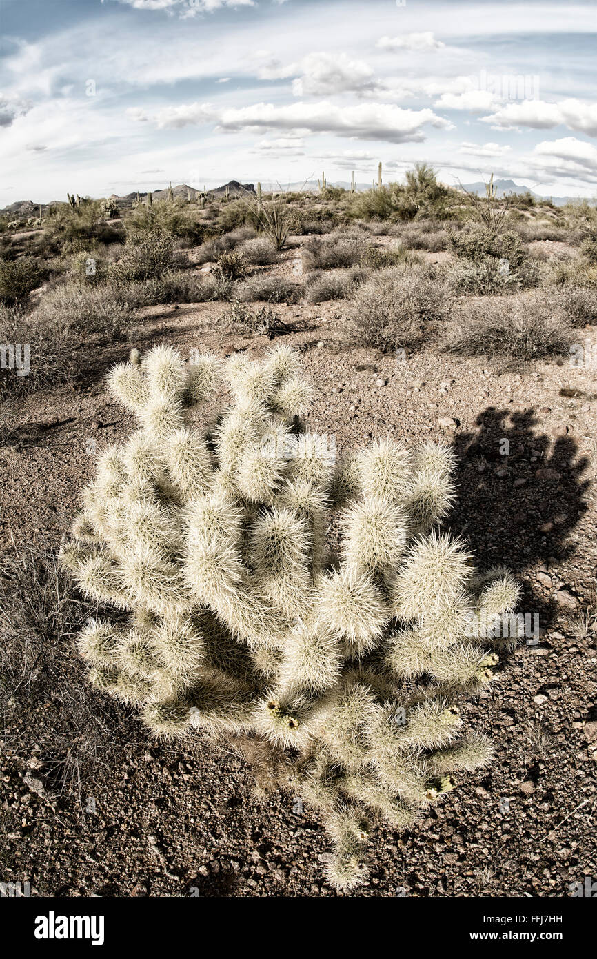 Zeigt ein Bild der Aberglaube Wüste in Arizona die robuste Detail einer trockenen Wildnis mit einem scharfen Cholla cactus Stockfoto