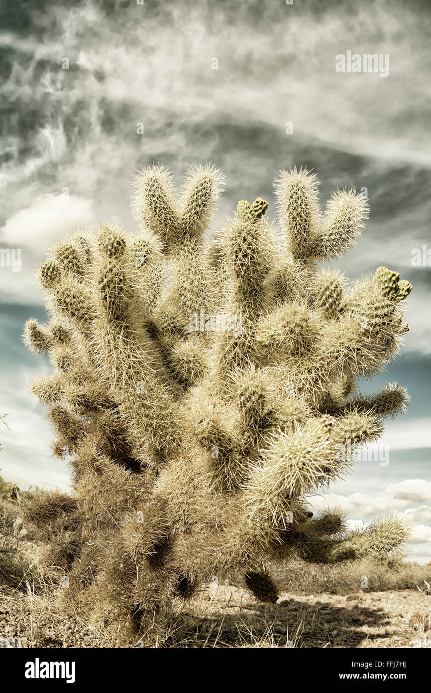 Ein dramatisches Bild der Aberglaube Wüste in Arizona zeigt das robuste Detail einer trockenen Wildnis mit einem scharfen Cholla Cactus eine Stockfoto