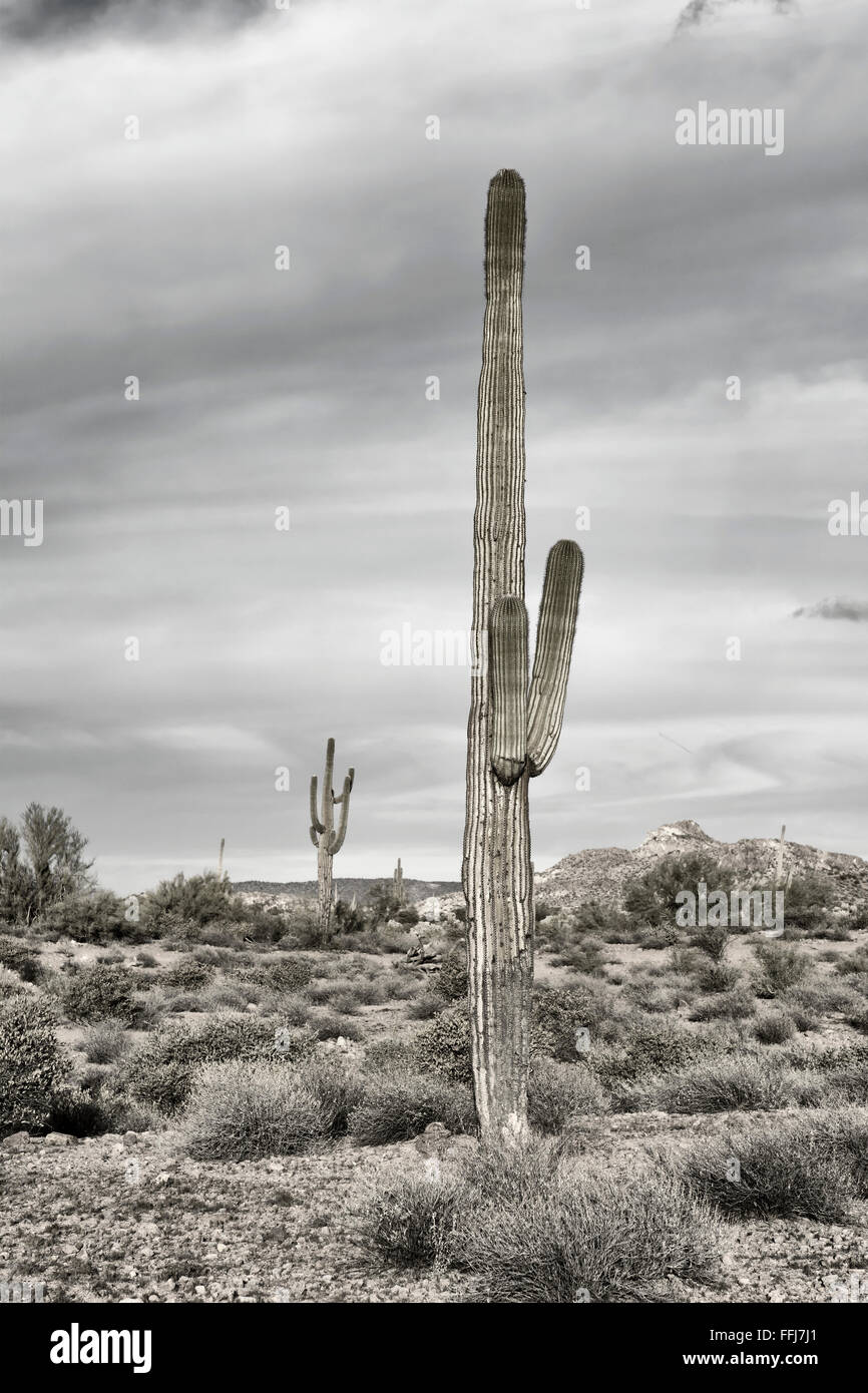 Zeigt ein Bild des Saguaro-Kaktus im Aberglauben Wüste in Arizona die robuste Detail eine trockene, ausgedörrte Wildnis Stockfoto