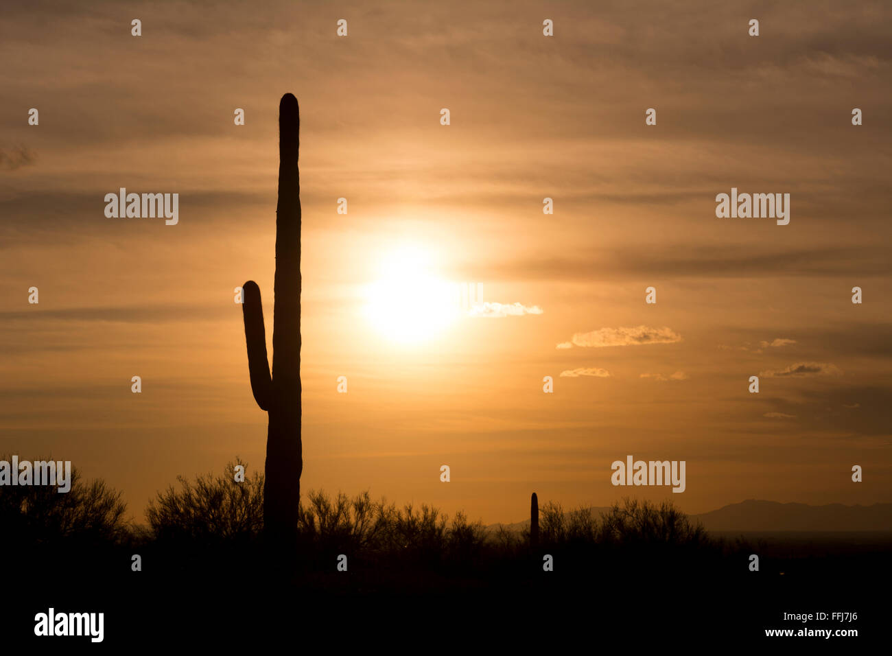 Ein Bild von einem Saguaro-Kaktus während des Sonnenuntergangs am Aberglauben Wüste in Arizona zeigt das robuste Detail eine trockene, ausgedörrte Wildnis Stockfoto