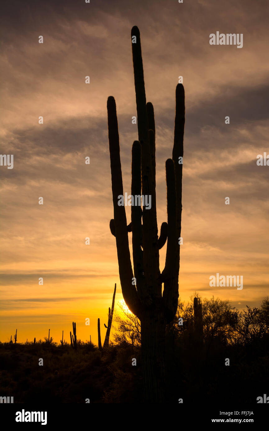 Ein Bild von einem Saguaro-Kaktus während des Sonnenuntergangs am Aberglauben Wüste in Arizona zeigt das robuste Detail eine trockene, ausgedörrte Wildnis Stockfoto