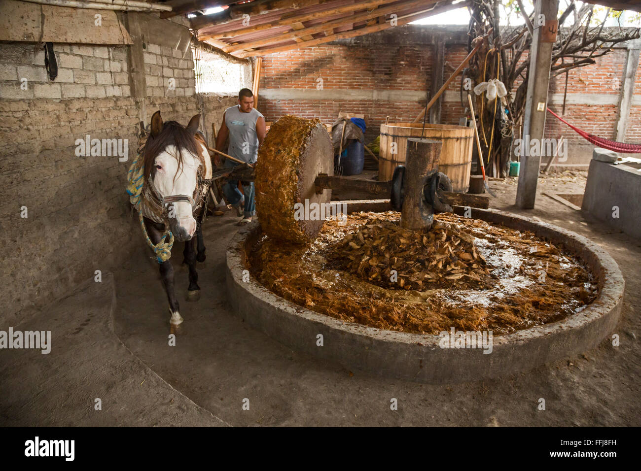 Santiago Matatlán, Oaxaca, Mexiko - zieht ein Pferd einen Stein um die Maguey-Pflanze in ein Mezcal-Destillerie zu vernichten. Stockfoto