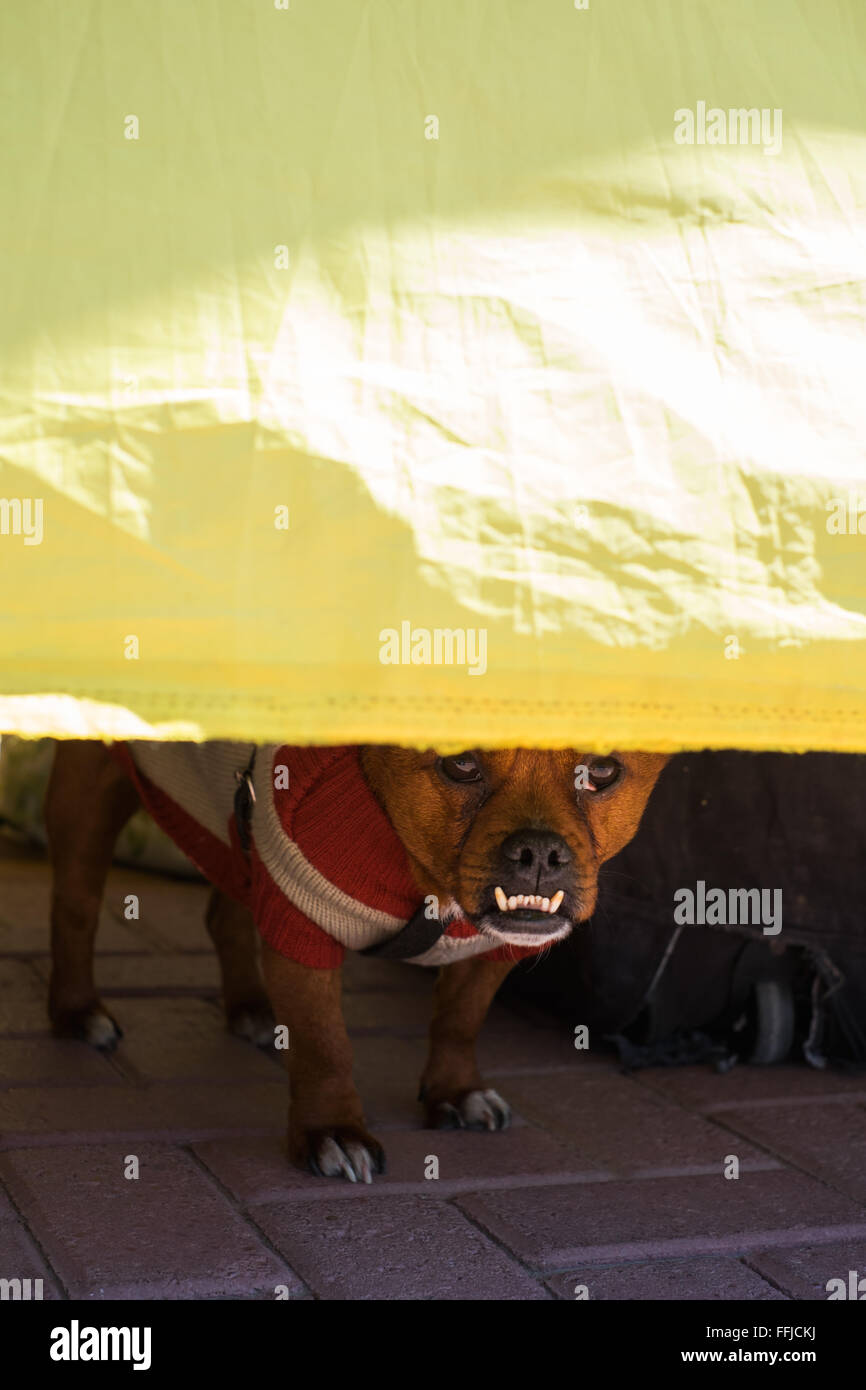 Hundebilder in Buenos Aires 2015 (Philipp Hympendahl) Stockfoto