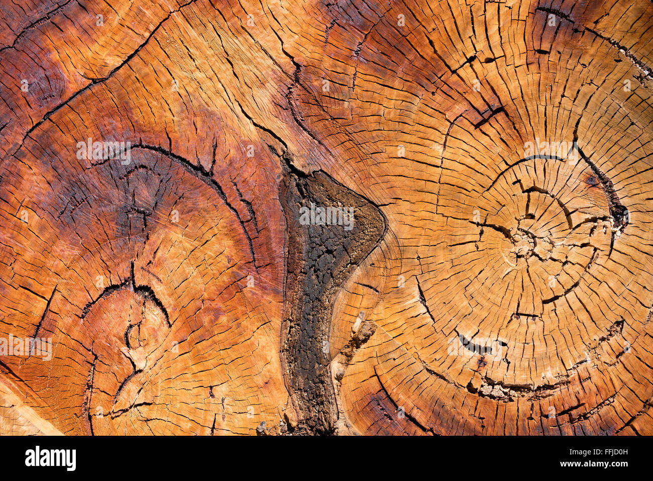 Holzstruktur des ausgeschnittenen Baumstamm Stockfoto