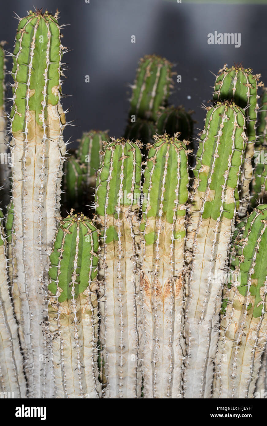 Stiele der Euphorbia Officinarum, eine Sukkulente enemic in Nordafrika und Sahara Stockfoto